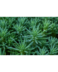 Сизо-зелене м`ясисте листя Sedum reflexum